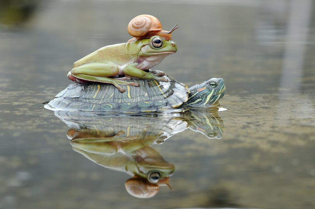A turtle in a pond with a frog on its back, who in turn has a snail on its back, reflected in the water